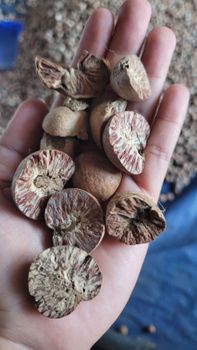 Betel Nut 80/85 grade Grade - Saujana Kerta Global - Indonesia