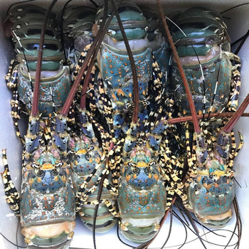 Frozen Fresh Lobsters Professionally Packed For International Distribution Featuring Strong Texture And Premium Quality - TOSOH INTERNATIONAL - South Africa