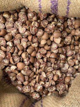 Top Grade Raw Betel Nuts Fresh Natural Quality Buy Today At Wholesale Price For Commercial And Retail Business from CPW TRADE LTD Top Grade Raw Betel Nuts Fresh Natural Quality Buy Today At Wholesale Price For Commercial And Retail Business - CPW TRADE LTD - United Kingdom