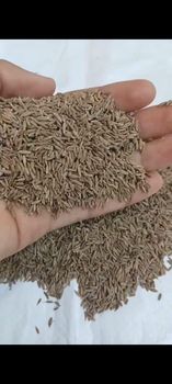CUMIN SEED Purity 99% Foreign Matter Max 0.5% Moisture Content Max 10% Available Quantity As Per Requirement Origin Gujarat (Unjha), Gujarat (unjha) - Harvestia Food Exports Pvt Ltd - India