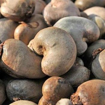 Cashew Nut from Mahfuz Agro Investment Ltd Cashew Nut – product photo, Cashew Nut Kernel products found from trusted suppliers, wholesalers, manufacturers & exporters Listing