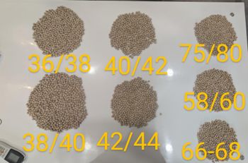 chickpeas or kabuli chana - Agrobee Global Trading India PVT LTD - India