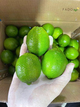 Seedless Lime – product photo, Fresh Green Mango products found from trusted suppliers, wholesalers, manufacturers & exporters Listing