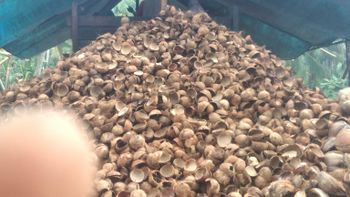coconut charcoal from PT Coconut Exporindo Nusantara coconut charcoal – product photo, Coconut Charcoal products found from trusted suppliers, wholesalers, manufacturers & exporters Listing