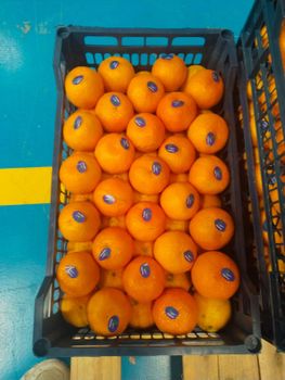 Mandarin - AL-SEDIK FOR FRUITS AND VEGETABLE EXPORT AND TRADING - Egypt