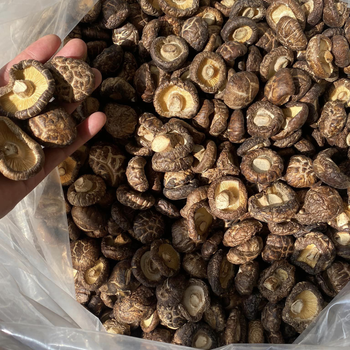 Dried Shiitake Mushrooms Exported From Viet Nam/ Dried Shiitake Mushroom Manufacturer Hoang Linh SG Kimy +84938616690 - HOANG LINH SG MANUFACTURING COMPANY LIMITED - Vietnam