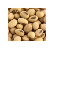 Soybeans from Resilient Fields Soybeans - Resilient Fields - Kenya