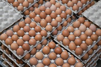 Eggs Color White, Brown Quality First Class Shell Condition Clean Nutritional Value High Size Consistency Consistent Packaging Type Bulk Packaging - My Trade Global - Turkey