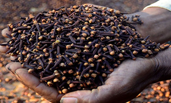 Fresh organic Cloves - A2J Enterprises Limited - Tanzania