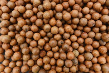 Large Macadamia NIS Form Whole Origin National Degree of Processing Raw Features No Added Sugar, No Artificial Flavors, No Preservatives, Without Colourants - Lapoulton (pvt) Ltd - Zimbabwe