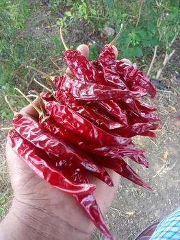 Teja chilli - A - India