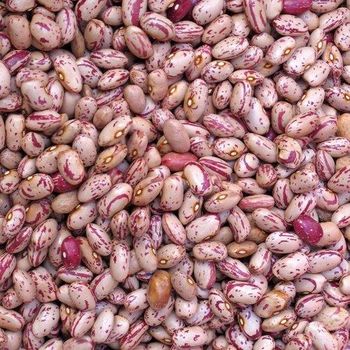Dark Red Kidney Beans, Raw Kidney Beans, Speckled Kidney Beans from HELBER AGRO PRODUCT COMPANY LTD Dark Red Kidney Beans, Raw Kidney Beans, Speckled Kidney Beans - HELBER AGRO PRODUCT COMPANY LTD - Kenya