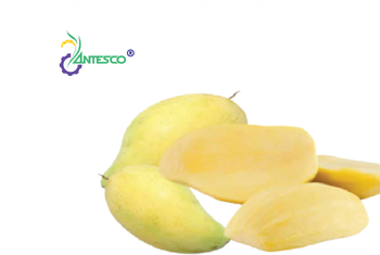 Mango – product photo, Fresh Green Mango products found from trusted suppliers, wholesalers, manufacturers & exporters Listing