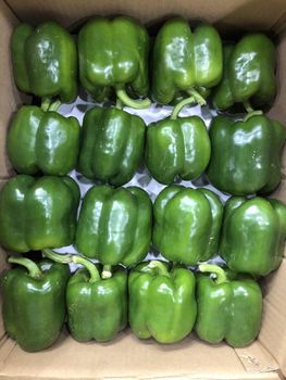 VIETNAM FRESH CAPSICUM - TERRA HUB LIMITTED COMPANY - Vietnam