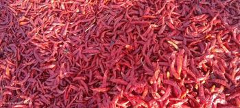 Dried red Chili - Umair Mineral Traders - Pakistan