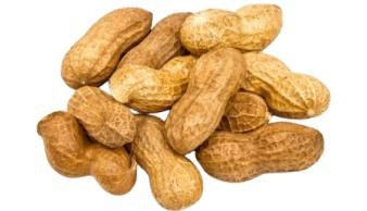 Peanuts in the shell, raw from SULTAN AGRO IMPEKS Peanuts in the shell, raw - SULTAN AGRO IMPEKS - Uzbekistan