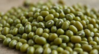 GREEN MOONG BEANS - Kashyap Food Products - India