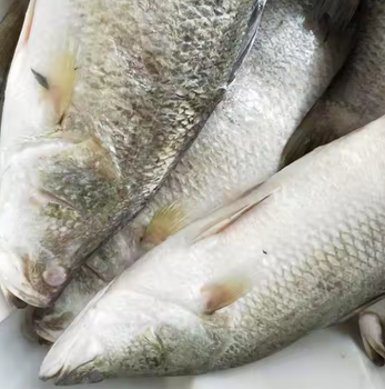 Frozen Fresh Barramundi - PT HOKI FOREVER INDONESIA - Indonesia