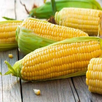 Premium Yellow Corn Maize 25kg 50kg Clean Dried Kernels High Starch Value Natural Feed Grade Suitable For Animal Feed Food Processing And Industrial Use Buy Now Fast Delivery Premium Quality Wholesale - wood traders - Poland