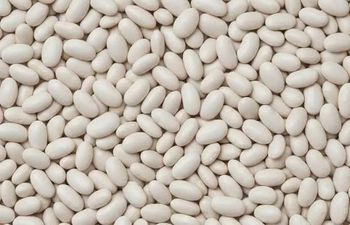 Beans White Factory Sale Various Natural Health Sugar Beans Dry Bulk White Kidney Beans - Thai Agri Company - Thailand