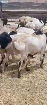 Refede Sheep, Black head sheep, Goat - AVORA - Ethiopia