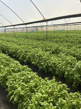 Fresh Grown Basil - Njonjo Farm Exporters - Kenya