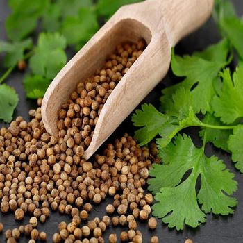 High Quality Bulk Dry Coriander Seeds – 100% Natural Premium Grade Coriander Seeds for Seasoning, Food Processing, Spice Blends, Oil Extraction, Herbal Applications, Wholesale Distribution, Private Label Packaging, Fast International Delivery, and Trusted Global Supplier Services - agroturaspzoo - Poland