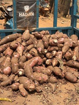 Cassava Farm - Boadu’s Farm - Ghana