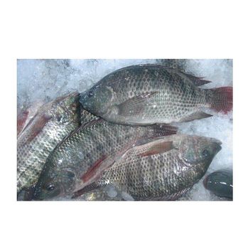 Best Price Frozen Seafood Wholesale frozen tilapia fish for tilapia buyer - Exigentelaxia Unipessoal Lda - Portugal