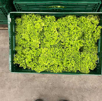 PREMIUM Fresh Healthy Lettuce – Premium Quality Green Lettuce Sourced From Trusted Growers (10 Heads per Box) - Sosa Merchant Solutions - Austria