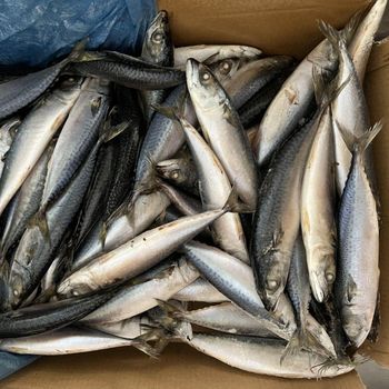 Bulk Frozen Atlantic Mackerel Fresh High Quality Seafood Perfect for Hotels Restaurants and Retail - PILOTEXPORT IMPORT AND EXPORT LTD - South Africa