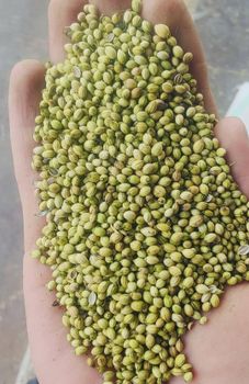 Coriander seeds Form Chopped Delivery Form Bag Features Fair Trade Freshness Level Dried - SSAR INTERNATIONAL IMPORT AND EXPORT COMPANY and manufacturer - India