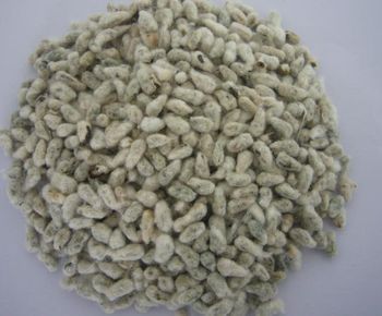 High-Quality Cotton Seeds for Oil, Feed & Planting | Premium Gossypium Seeds - THE GREEN INTERNATIONAL LIMITED - Tanzania