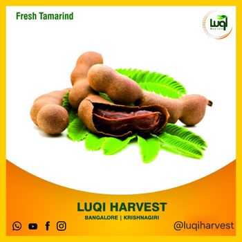 Tamarind Paste & Pulp Flavor Tangy Depth Shelf Life 12 Months Place of Origin India Texture Rich And Smooth Packaging 5kg Multicolour pack - LUQI HARVEST - India