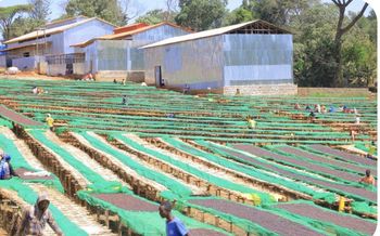 Sidama G1 washed coffee beans - Qolansa minerals and mining - Ethiopia