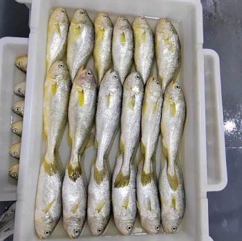 Frozen Yellow Croaker, Large Yellow Croaker, Fresh Seafood Frozen Seafood Frozen Fish - Jiangsu e.Funs Import & Export Co., Ltd. - China