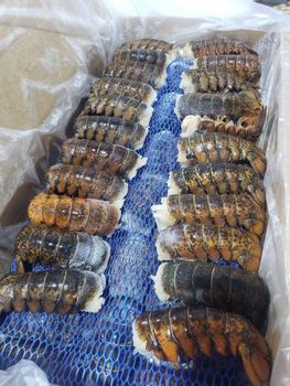 Frozen Fresh Lobsters Export Quality Seafood Featuring Firm Shell Structure And Premium Meat Recovery For Buyers - TOSOH INTERNATIONAL - South Africa