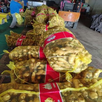 Fresh Ginger - Sambirano Valey - Madagascar