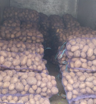 Buy Fresh Irish Potatoes – Large Size | Cleaned Irish Potatoes & Export Ready 10kg & 20kg Mesh Bags - Sosa Merchant Solutions - Austria