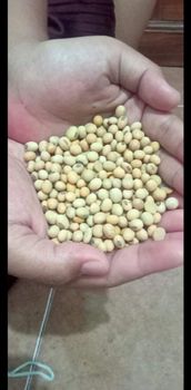 Non GMO Soybeans