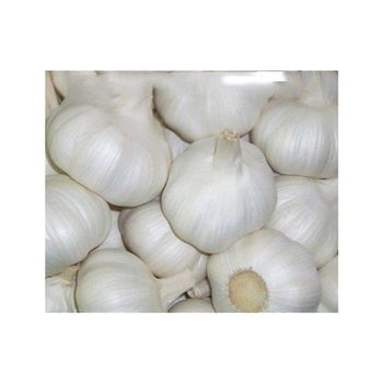Farm fresh garlic suitable for cooking seasoning and food processing Fresh garlic for restaurants hotels and commercial kitchens Bulk fresh garlic supply for wholesalers and distributors White fresh garlic with uniform size and premium quality grading from SATTER FOOD AND BEVERAGE Farm fresh garlic suitable for cooking seasoning and food processing Fresh garlic for restaurants hotels and commercial kitchens Bulk fresh garlic supply for wholesalers and distributors White fresh garlic with uniform size and premium quality grading - SATTER FOOD AND BEVERAGE - Netherlands