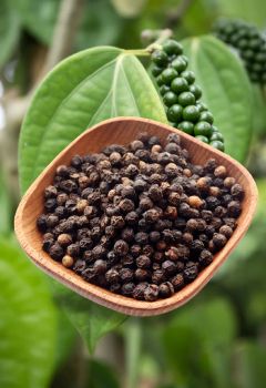 BLACK PEPPER - REF SUPPLY  - United States