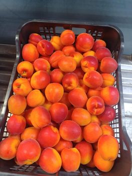 Apricots from JON-FRUIT DOOEL Apricots - JON-FRUIT DOOEL - Macedonia
