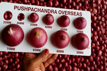 Red Onion 55mm+