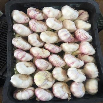 New Crop High Quality Fresh Garlic Best Wholesale Price Directly Exported Commodity From Chinese Supplier - EAST LAND PROPERTIES - Tanzania