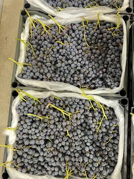 Fresh grapes black, white seedless from AGROTRADE FAMILY Fresh grapes black, white seedless - AGROTRADE FAMILY - Uzbekistan