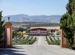 spanish olive oil Quality Standard Extra Virgin Origin Baena Designation Of Origin Packaging Option Personalized Brand - SPANISH EXCELLENCE OLIVE OIL & WINE - Spain
