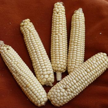 Quality White Corn Direct From Farm White Corn With Excellent Taste And Nutritional Value For Industries - THE GREEN INTERNATIONAL LIMITED - Tanzania