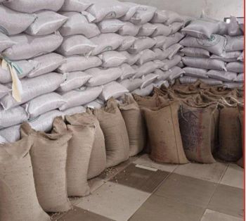 Sesame seeds - Leoul abrham import and export - Global