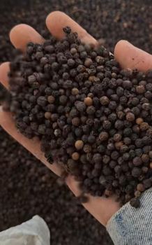 Premium Black Pepper Origin Indonesia Form Ground, Whole - PT. Komoditas Asli Indonesia - Indonesia